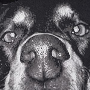 Concert Outfit 3D Printed Doberman Dog Head Hip Hop T-Shirt